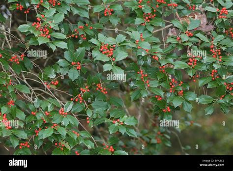 American Holly Ilex Opaca Berries Raleigh North Carolina Usa