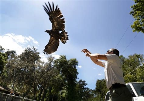 Eagle Released Successfully Back Into The Wild The Veterinary Page