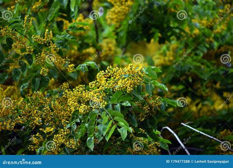 Burmese Rosewood or Angsana Flowers Blooming in Summer Stock Photo ...