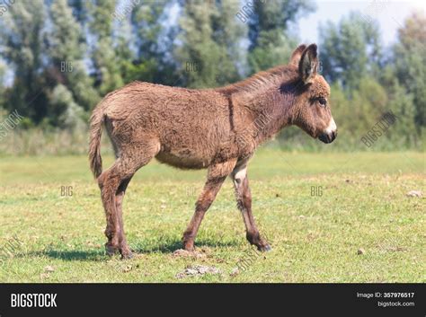 Cute Baby Donkey