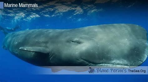 Sperm Whale • Blane Perun's TheSea.Org