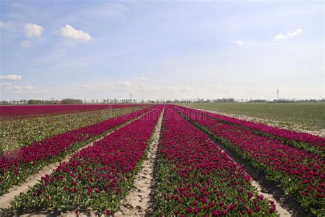 Purple Tulip On Flower Bulb Fields At Stad Aan T Haringvliet Op Island