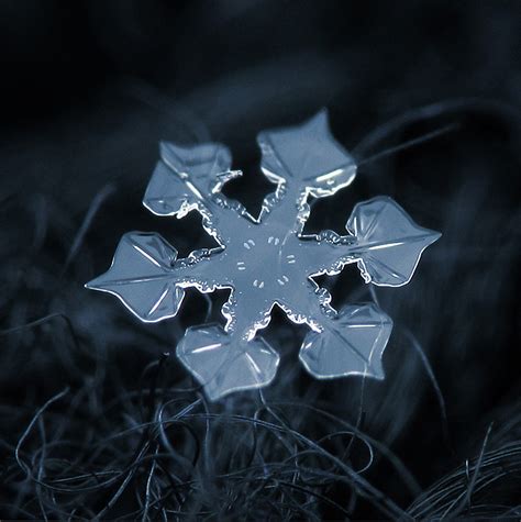 Amazing Close Up Photos of Snowflakes - If It's Hip, It's Here | Snowflakes real, Snowflakes ...