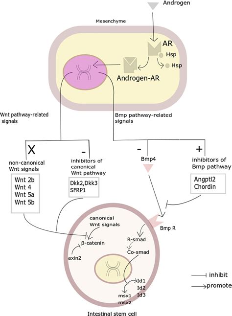 Androgen Might Regulate Proliferation And Differentiation In Download Scientific Diagram