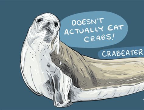 Crabeater Seals - Antarctic and Southern Ocean Coalition