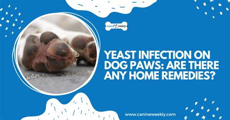 Yeast Infection on Dog Paws: Are There Any Home Remedies?