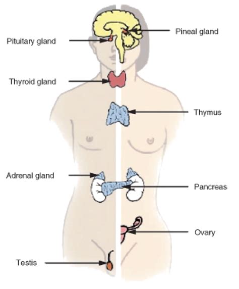 Which Of The Following Best Describes Homeostasis In Humans Lindsay