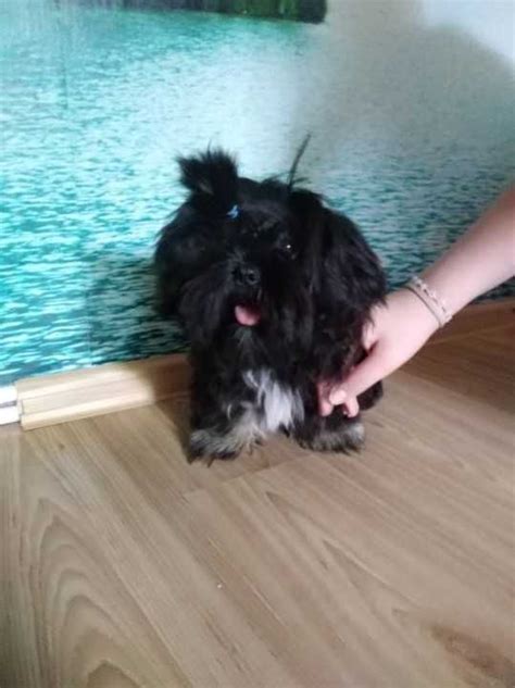 Prześliczna suczka Shih tzu z rodowodem Warszawa Wawer OLX pl