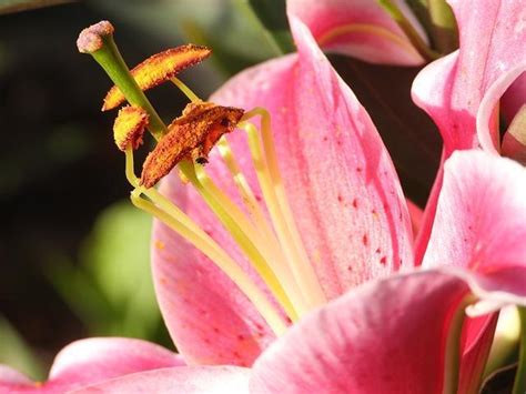 Understanding Stamens Types Functions Their Role In Flower