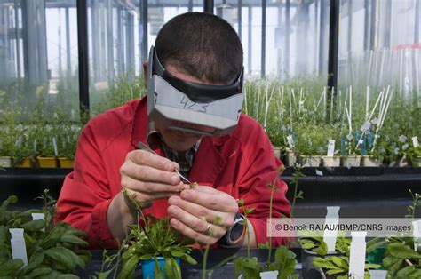 Emasculation De Fleurs D Arabidopsis Thaliana Arabette Des Dames