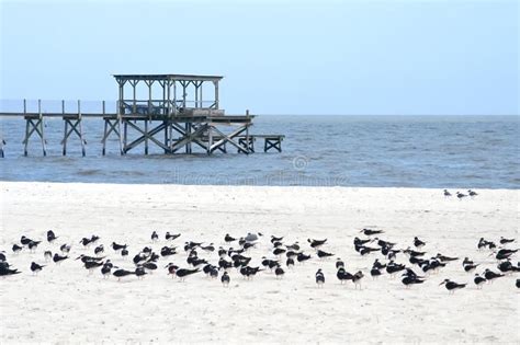 Gulf Of Mexico Beach Area Mississippi Gulf Coast Stock Photo - Image ...