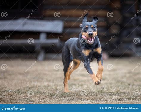 Lithuanian Hounds Dog is Running in the Forest Stock Image - Image of ...