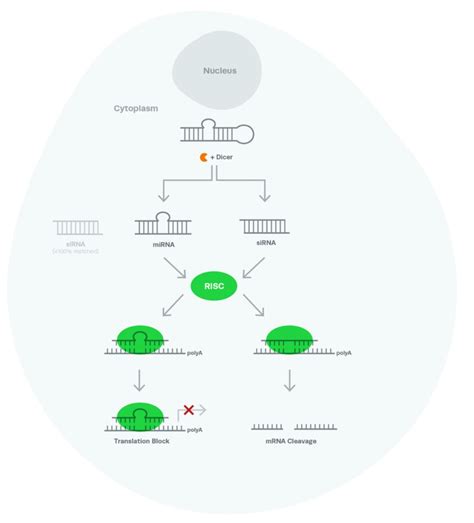 RNAi: The Knockdown Pioneer | LAB-A-PORTER