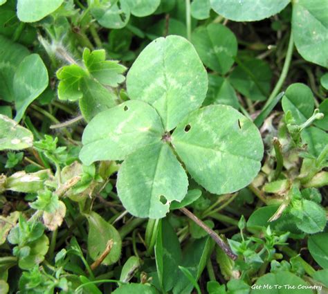 Get Me To The Country Four Leaf Clover Tea