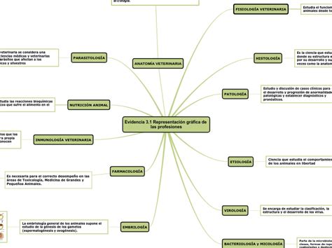 Evidencia Representaci N Gr Fica De La Mind Map