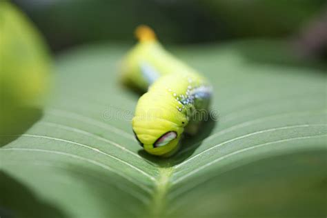 Adoro As Lagartas Comendo Folhas Foto De Stock Imagem De Biologia