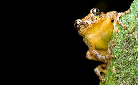 Extinct Frog Rediscovered After 150 Years Eats Moms Eggs Tree