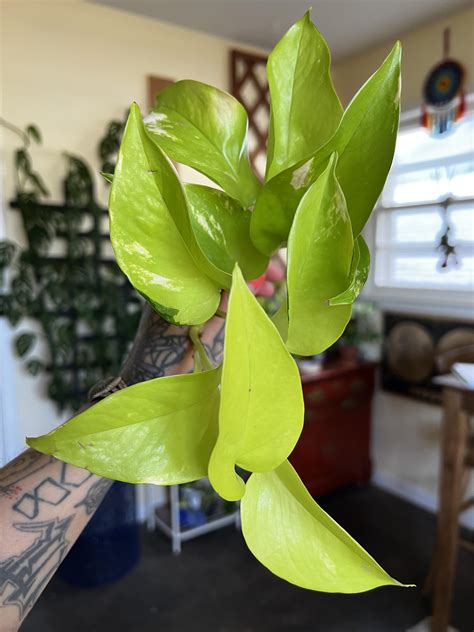 Variegated Neon Pothos Vine R Pothos