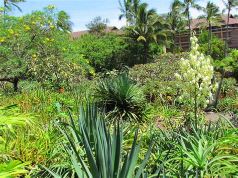 The Moir Gardens A Spectacular Botanical Park In Poipu Kauai Only