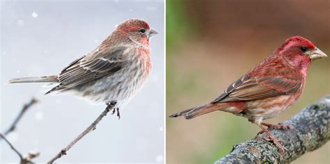 House Finch or Purple Finch? Here's How to Tell Them Apart | Audubon