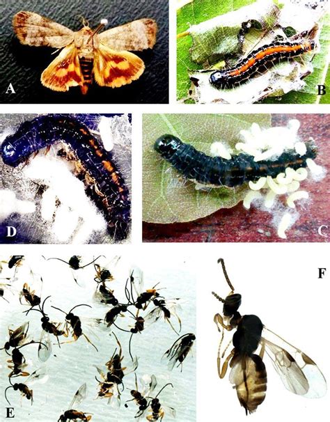 Emergence Of Parasitoids A Ruidus From Host Larva H Puera Teak Download Scientific