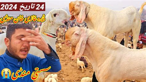 24 Tarikh 2024 Ki Bakra Mandi Dera Ghazi Khan Qurbani Ke Bakre Mundra