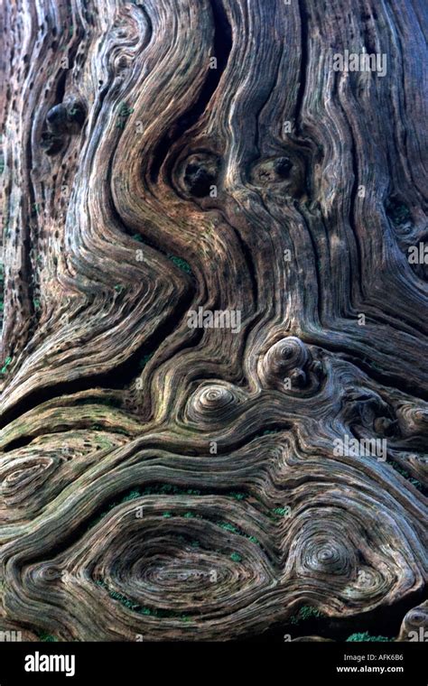 Knotted Wood in New Forest Stock Photo - Alamy