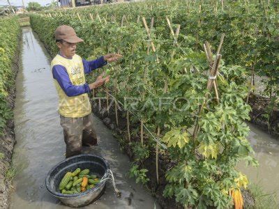 Petani Beralih Menanam Pare Antara Foto