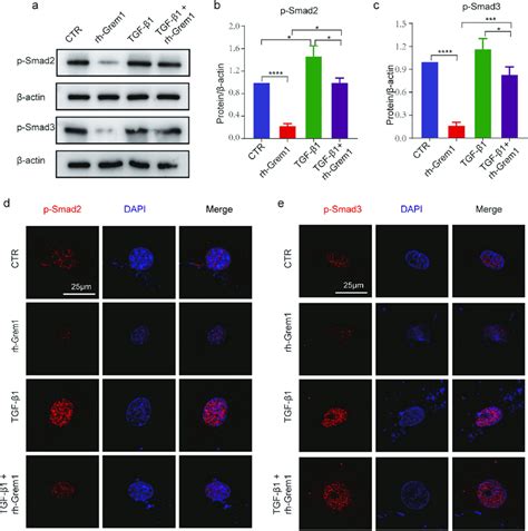 Identification Of Smad As A Target Gene For Grem A P Smad And