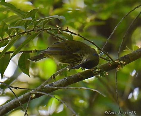 Purple-naped Sunbird– nectar feeding behaviour - Bird Ecology Study Group