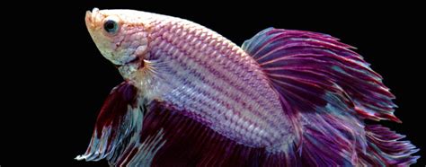 What To Do If Your Betta Fish Is Not Eating Pet Food Guide