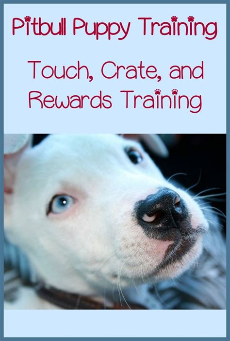 Pitbull Puppy Training Tips - Touch, Crate, and Rewards Training | Puppy training, Pitbull puppy ...