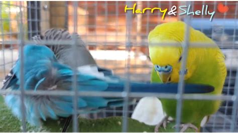 Budgie Biting Other Budgies Tail Youtube