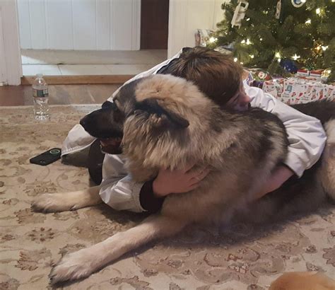 Nothing like the bond between a child and a dog : r/dogpictures