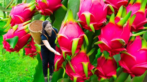 Harvest Dragon Fruit Goes To Market Sell Harvesting And Cooking