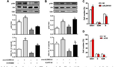 Retinoic Acid Enhances Ovarian Steroidogenesis By Regulating Granulosa