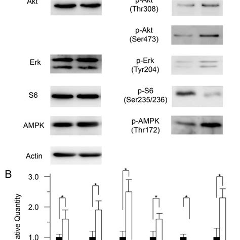 Comparison Of Akt MTOR And ERK Signaling Pathways In Wild Type And CatE