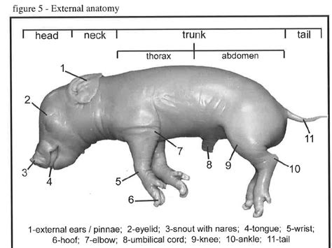 Fetal pig external anatomy | scienceforyou