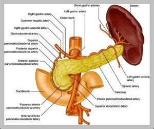 pylorus anatomy | Anatomy System - Human Body Anatomy diagram and chart images