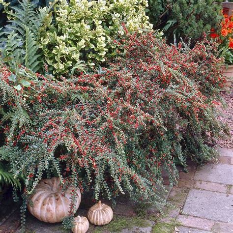 Buy Cotoneaster Horizontalis Affordable Gardens4you Ie