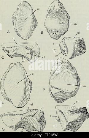 Bulletin of the British Museum Natural History Géologie garanti