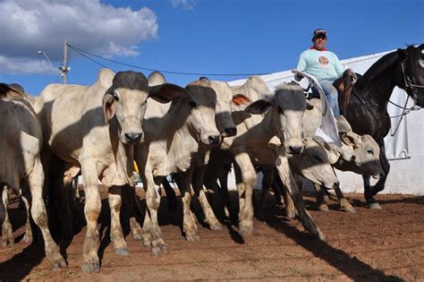 Bahia Farm Show 2024 Terá Leilão De Mais De 12 Mil Cabeças De Gado