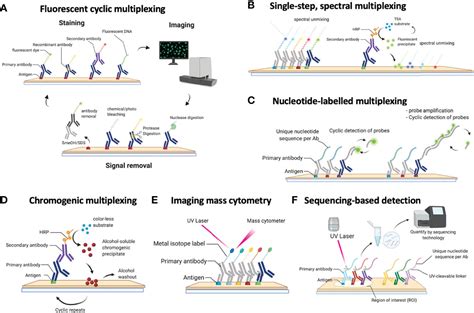 Frontiers Next Generation Pathology Using Multiplexed