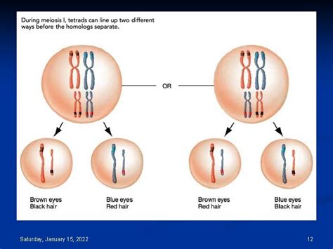 Mendelian Genetics Packet 19 Saturday January 15 2022