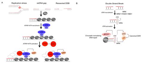 Genes Free Full Text Replication Stress Dna Damage Inflammatory