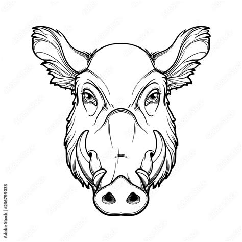 Boar Head Drawing