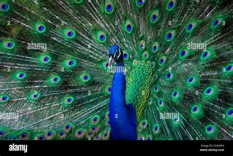 Peacock Dance Display - Peacock Showing Feathers Stock Photo - Alamy