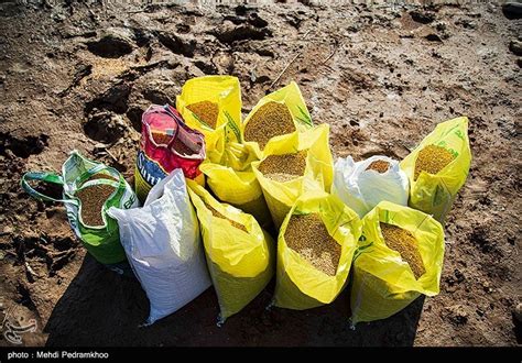 Grassroots Campaign In Iran Feeds Hungry Birds In Cold Weather Photo