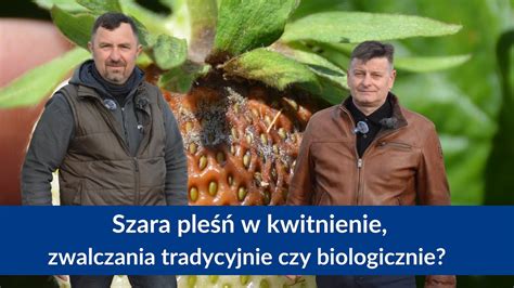 Klasyczne i biologiczne rozwiązania do kompleksowego zwalczania szarej