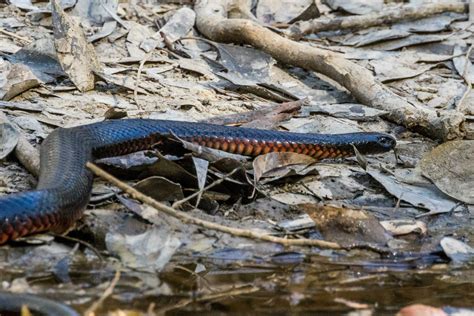 Red-bellied Black Snake 25932317 Stock Photo at Vecteezy